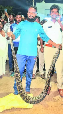 వేములవాడలో కొండచిలువ