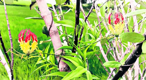 అడవిల