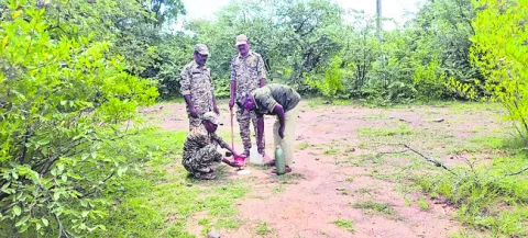 పులి 
