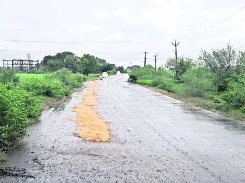 పంట ద