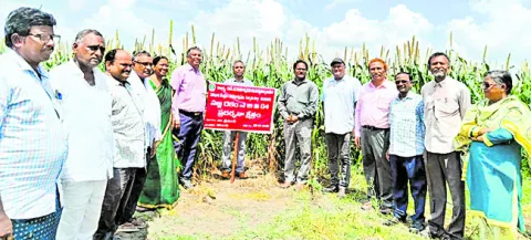 ‘సజ్జ’తో భూసారం.. అదనపు ఆదాయం 