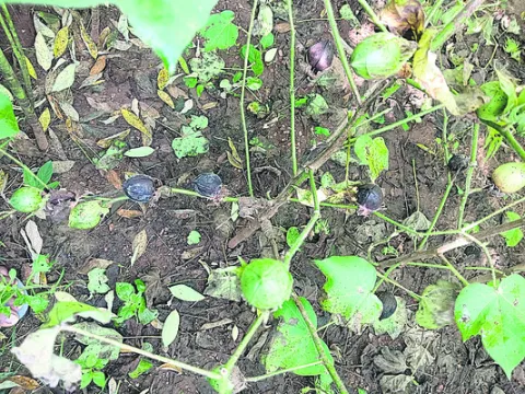 పంటలు వరదపాలు