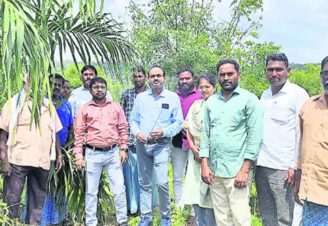 ఆయిల్‌ పాం తోటల్లో ‘కామెరూనికస్‌’ కీటకాలు