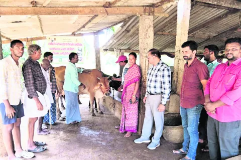 ముమ్మరంగా గాలికుంటు నివారణ టీకాల కార్యక్రమం