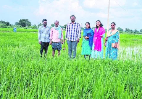 పంటల్లో తెగుళ్ల నివారణపై అవగాహన