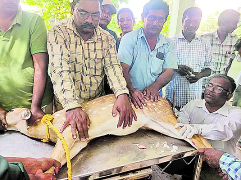జనారణ్యంలోకి వన్యప్రాణి 