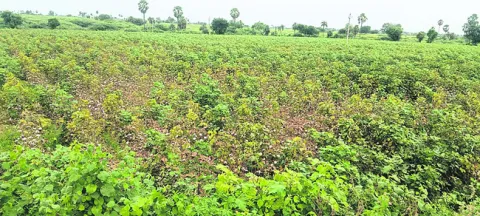 రైతుల