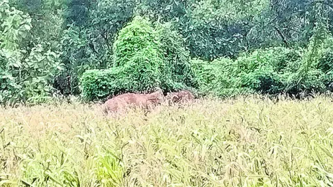తప్పి