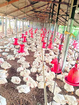 కోడికి కార్పొరేట్‌ అంతంతే! 