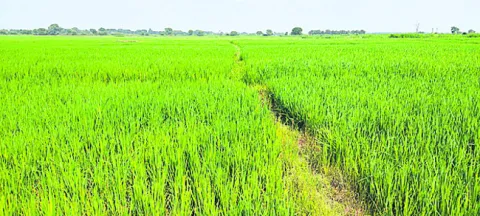 ‘మహా’