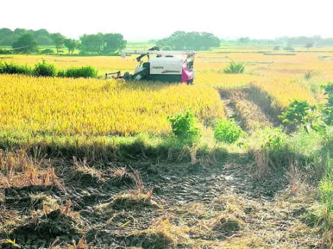 వరి కోతకు వానగండం