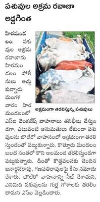 గంజాయ