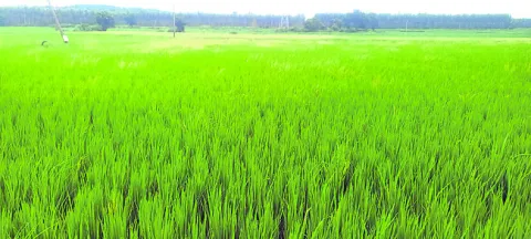 అధికంగా వర్షపాతం, పంటలు..