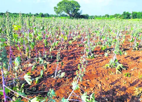 తెగులు.. దిగులు 