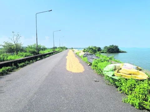 ఆనకట్టపై మక్కల ఆరబోత 