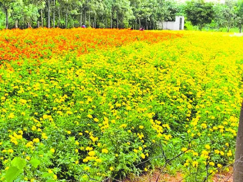 పూల సాగు.. లాభాలు బాగు 
