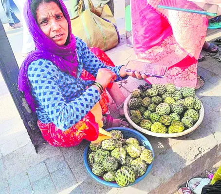 ఉపాధినిస్తున్న సీతాఫలం 