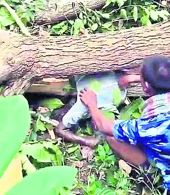 చెట్టు మీద పడి పోడు రైతు మృతి