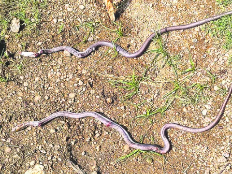 పాఠశాలలో  పాముల కలకలం
