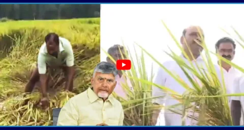 Chandrababu Govt Fails To Support Farmers Affected By Montha Cyclone 1