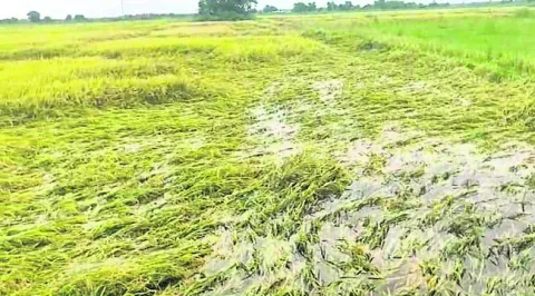 మోంథా ప్రభావం... తెగుళ్లతో జరభద్రం 