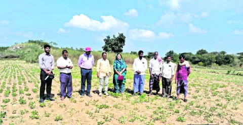వేరుశనగ పంటను పరిశీలించిన  పాలెం శాస్త్రవేత్తలు