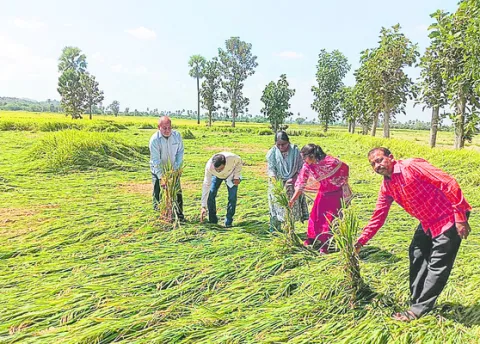 సస్యరక్షణ చర్యలు తప్పనిసరి