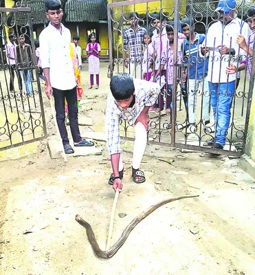 బడిలో పాము కలకలం 