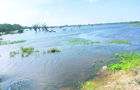 5.98 కోట్ల చేప పిల్లలు 