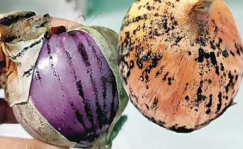 The black layer on your onion could lead to health problems