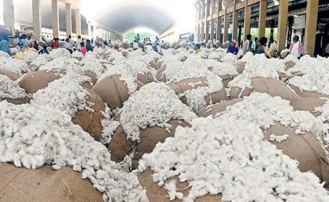 Cotton purchasing centers in 10 ginning mills in four centers