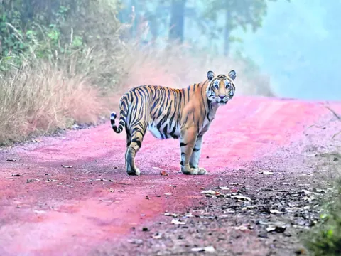 అదిగో.. పులి 
