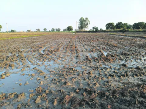 వ్యవసాయ వ్యర్థాలతో భూసారం! 