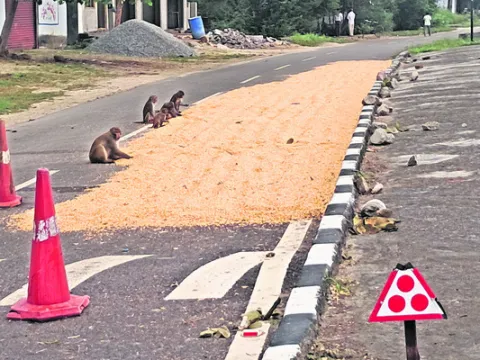 మక్కలను వదలని  కోతుల దండు 
