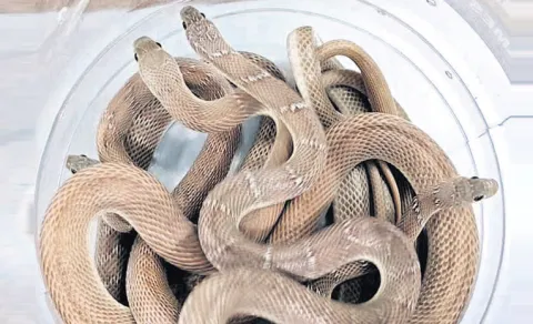 vanakoila Snake non venamase In Mahabubnagar District