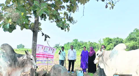 గాలికుంటు వ్యాధి నివారణ టీకా వేయించాలి 