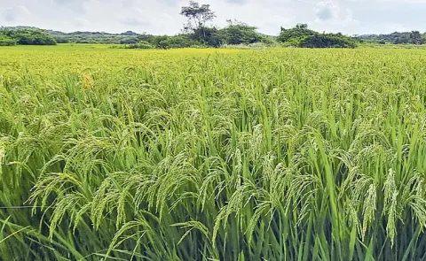 Yasangi cultivation area is 68. 67 lakh acres: Telangana
