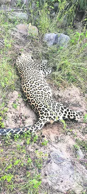 గొడుగుపల్లిలో చిరుతపులి మృతి 