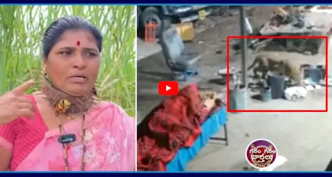 Leopard Spotted In Maharashtra Pimpri Ghat 1