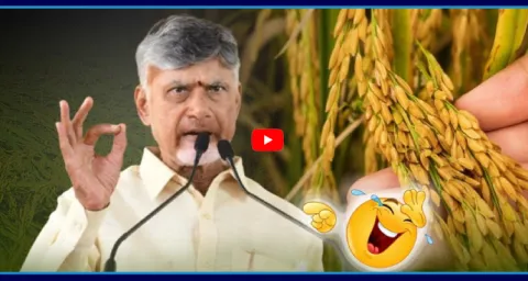 Chandrababu Controversy Comments On Cancer Link To Paddy Cultivation 1