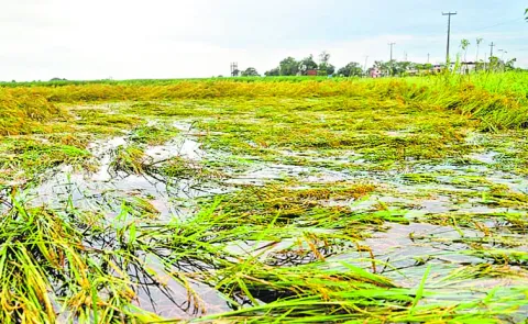 Agriculture Department final report to the state government on crop damage caused by Cyclone Montha