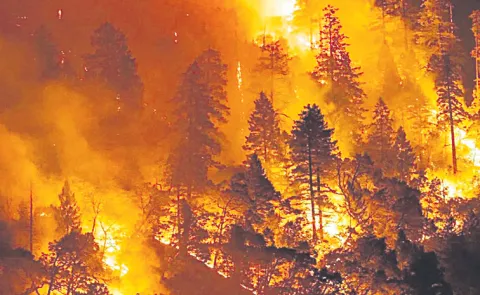 Fires pose a greater threat to forests than deforestation