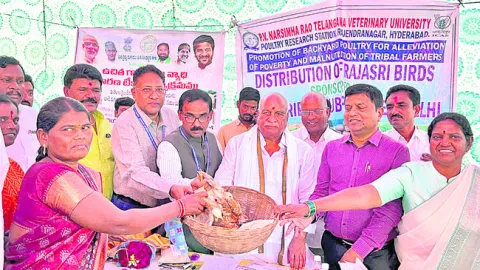 రాజశ్రీ కోడిపిల్లలు పంపిణీ
