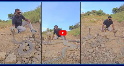 Sanke Family Round Up To Snake Catcher Video Goes Viral  1