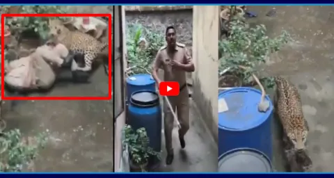 Leopard Attacks Forest Officer During Rescue Operation 2
