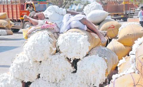Sakshi Guest Column On Another bad season for cotton farmers