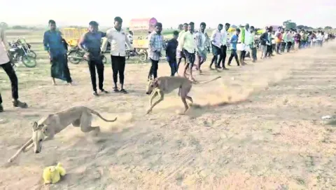 ఆకట్టుకున్న గ్రామ సింహాల పరుగుపందెం 
