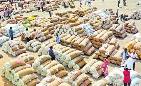 Farmers are worried about not being able to sell their cotton crop