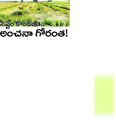 ● మోంథా తుపాన్‌ నష్టంపై  ప్రభుత్వం కాకి లెక్కలు ● పంట న