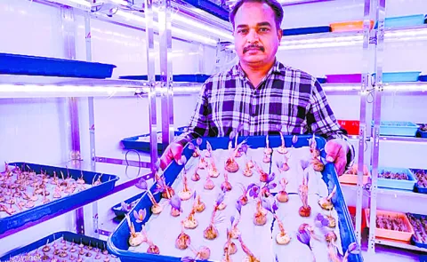 Experimental cultivation of saffron using aeroponic method at Moserla University in Wanaparthy